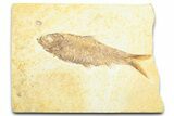 Detailed Fossil Fish (Knightia) - Wyoming #372339-1